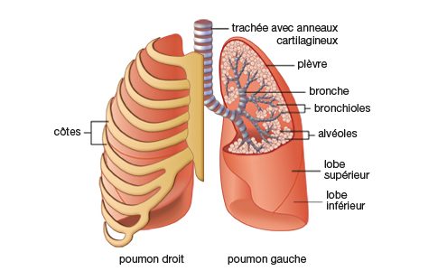 Explorations thorax : scanner, fibroscopie, endoscopie Hôp.Bichat ...