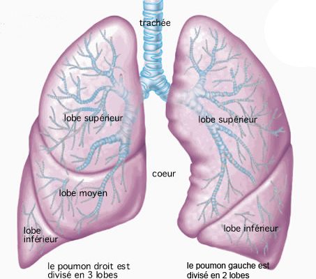 Explorations Thorax Scanner Fibroscopie Endoscopie Hop Bichat Chirvtt